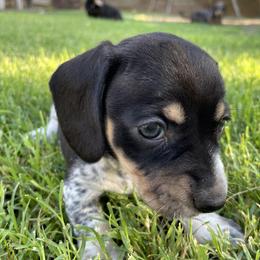 Dachshund Puppies from M's puppy love