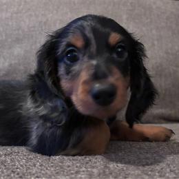 Remy - Dapple male Dachshund puppy in Mesa, Arizona from Ruby Desert Doxies
