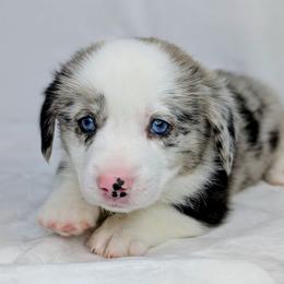 Charlie Brown aka Dumplin - Blue merle and white male American Corgi puppy in Clarksville, Tennessee from Cold Creek Family Farm LLC