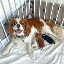 Cavalier King Charles Spaniel Puppies from Chris & Katie Cavaliers