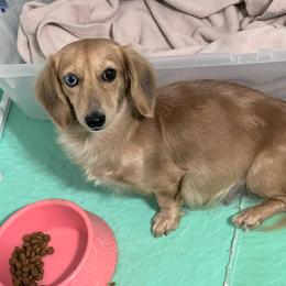 Pixie - Dachshund