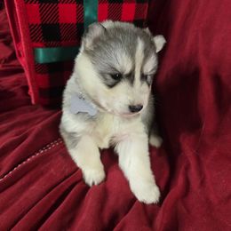 Silver bells - Gray and white female Siberian Husky puppy in Kansas City, Missouri from Anuun's Huskies