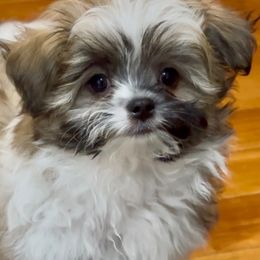 Rare Gem Columbus - Red Mi-Ki puppy in Cleveland, Ohio from Rare Gem Mi-Ki’s LTD