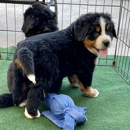 Red Collar - Black rust and white female Bernese Mountain Dog puppy in Comer, Georgia from Water Oak Farm