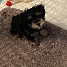 Miniature Schnauzer Puppies from A.R Miniature Schnauzers