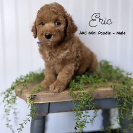 Bernedoodle, Cavapoo, Goldendoodle, and Poodle Puppies from Gypsi Doodles & Poodles