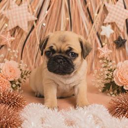 Apricot Girl - Fawn female Pug puppy in Tulsa, Oklahoma from Locust Creek Pugs & Japanese Chin's