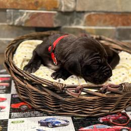 Taco - Black female Great Dane puppy in Grand Junction, Colorado from Top Brackett Danes