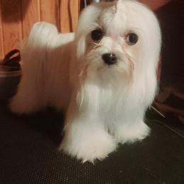 Emma - Maltese