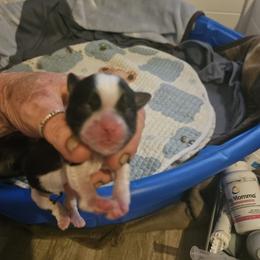 Donnor - Black and white male Shih Tzu puppy in Cook County, Illinois from My Tzu Crew