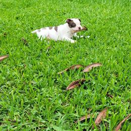 Teddy - Seal and white male Boston Terrier puppy in Katy, Texas from Mei's Boston Terriers