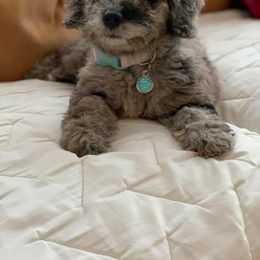 Goldendoodle Puppies from Skyline Doodles