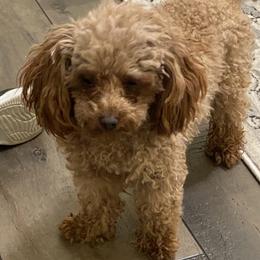 Chanel - Poodle