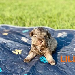 Lilly - Liver Miniature Schnauzer puppy in Texas from Savannah's Schnauzers