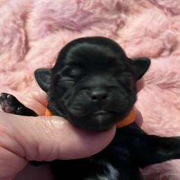 Orange collar - Tanner - Black and white male Shorkie puppy in Mays Landing, New Jersey from Fancy Paws Shorkies & Shih Tzus
