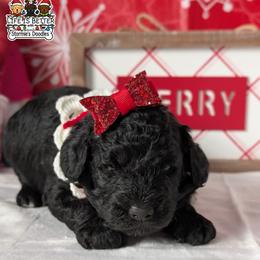 Purple Girl - Black female Goldendoodle puppy in Rockledge, Florida from Stormie's Doodles