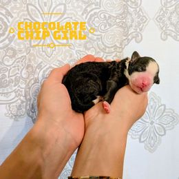 Chocolate chip - Black tri-color female Aussiedoodle puppy in Cambridge, Minnesota from Country Meadow Doodles