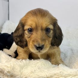 Rojo - Wild boar male Dachshund puppy in Rio Linda, California from Destiny's Mini Doxies