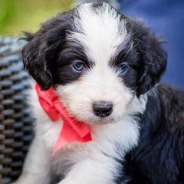 Aussiedoodle, Miniature Australian Shepherd, and Poodle Puppies from Woodwind Miniatures
