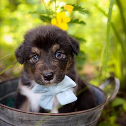 Grumpy - Black tri-color male Australian Shepherd puppy in Georgetown, Texas from River Reign Australian Shepherds