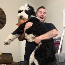 Minnie - Sheepadoodle