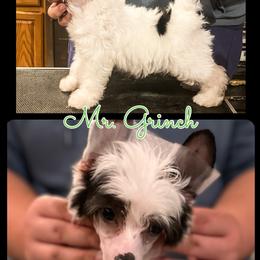 Chinese Crested and Poodle Puppies from Ariella Standard Poodles & Chinese Cresteds