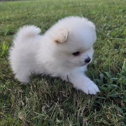 Sugar - Cream female Pomeranian puppy in Decatur, Alabama from Ruby's Pomeranians