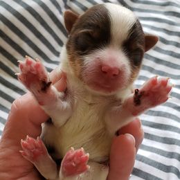 Yorkshire Terrier Puppies from Buffy's Little Blessings