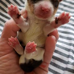 Yorkshire Terrier Puppies from Buffy's Little Blessings