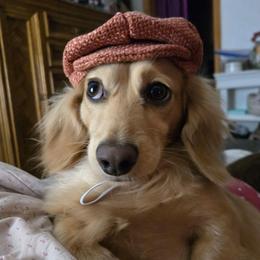 Dusty Paws - Dachshund