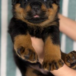 First pick Male - Black and mahogany male Rottweiler puppy in Fredericktown, Missouri from Obsessions Rottweiler