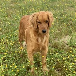 Dolly - Golden Retriever