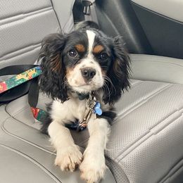 Simba - Cavalier King Charles Spaniel