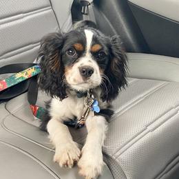 Simba - Cavalier King Charles Spaniel