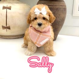 Sally - Apricot female Maltipoo puppy in Buford, Georgia from Petite Posh Puppies