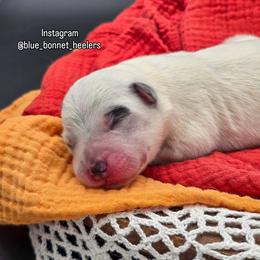 (Purple) Blue Female - Blue speckled female Australian Cattle Dog puppy in Burleson, Texas from Bluebonnet Heelers