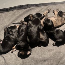 Afghan Hound Puppies from Kelli Kujawa