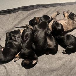 Afghan Hound Puppies from Kelli Kujawa