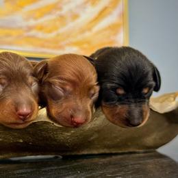 Dachshund puppies from Carrero’s Dachshunds