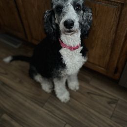 Kaylee - Bernedoodle