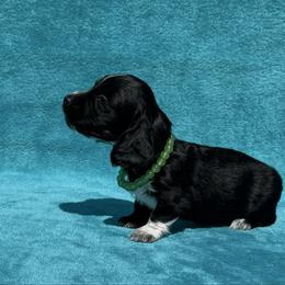 Theo - Black male Dachshund puppy in Lincoln, Arkansas from Red Dirt Dachshunds