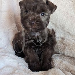 Miniature Schnauzer and Pomeranian Puppies from Ashley Martinez