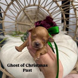 Ghost of Christmas Past - Red male Cavapoo puppy in Herriman, Utah from Gypsi Doodles & Poodles LLC.