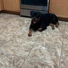 Rottweiler Puppies from 💥𝙿𝙾𝚆𝙴𝚁 𝙷𝙰𝚄𝚂𝙴 𝙺𝙴𝙽𝙽𝙴𝙻𝚂🇺🇸