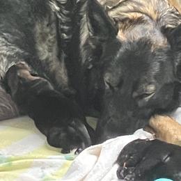 Summer - Sable female German Shepherd puppy in Near Richmond, Virginia from German Shepherds of Virginia