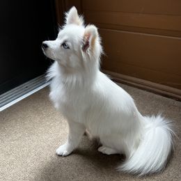 Bella - Pomsky