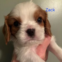 Zack - Blenheim male Cavalier King Charles Spaniel puppy in Caledonia, Michigan from Magnolia Acres