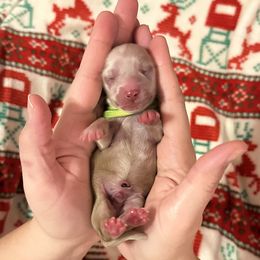 Rudolph - Cream male Dachshund puppy in Biloxi, Mississippi from Southern Doxies Ms
