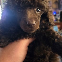 Te Ka - Brown Poodle puppy in Abbeville, Louisiana from Regatta Kennels