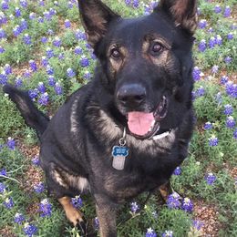 German Shepherds from Sharock Shepherds